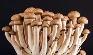 psilocybe mushroom